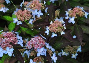 Hydrangea serrata 'Tiara' floraison juin 2012 jardin de DirkStaels