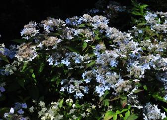 Hydrangea serrata'Tiara' habitus