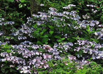 Hydrangea serrata BlueBird en massif