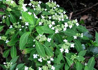 Hydrangea serrata 'White Dwarf' globalview