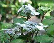 HydrangeaserrataRamispictisVN2