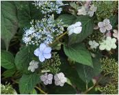 HYDRANGEASERRATAMONTASOVN