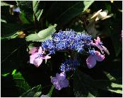 Hydrangea serrata 'Spreading Beauty' syn. 'Hallasan' bloem closeup vn