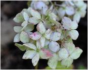 HydrangeaserrataMaiko