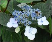 Hydrangea serrata 'Belzonii'