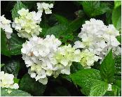 Hydrangea serrata 'Beni Temari' bolserrata