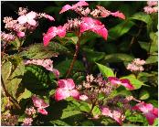 Hydrangea serrata 'Beni Gaku' rode uitbloei vn bijenplant