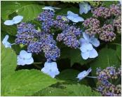 HydrangeaserrataBlueBillow