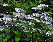 HydrangeaserrataBlueBirdgroepsbeplanting