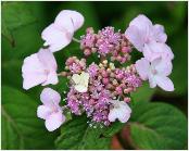 Hydrangea Serrata "SHIZHIMA" CLOSEUP