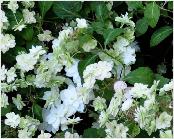 Hydrangea serrata 'Fuji No taki' 