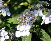 HydrangeaserrataForgetmenotVN