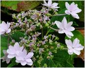 HydrangeaserrataFujiWaterfallRHSgardenWisleyvn