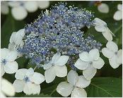 HydrangeaserrataGeishaGirl