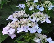 HydrangeaserrataDiademdetailVNN15sept