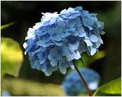 HydrangeaserrataHimeAjisaiJapan