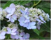 Hydrangea serrata 'Diadem' syn. Hoshi Kuzu'