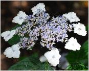 HydrangeaserrataIntermediavn