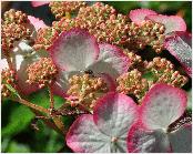 HydrangeaserrataKiyosumisawacloseupbloemvnnn