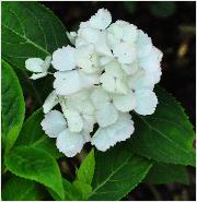 HydrangeaserrataBeniTemaribeginjuli