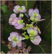 HydrangeaserrataYaenoamachabloemencloseupvnntuinvanDirkStaels