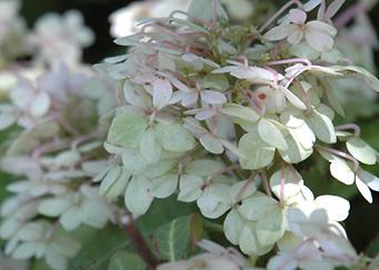 HydrangeaserrataMaikouitbloeiaug