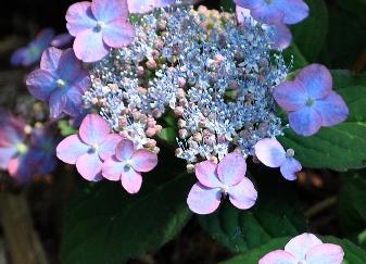 HydrangeaserrataMountAsoVNclose