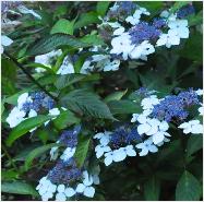 Hydrangea serrata 'Odoriko O Amacha'