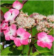 HydrangeaserrataKiyosumirodeuitbloeivnn2