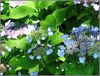 HydrangeaserrataBlueBillow2