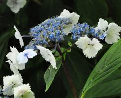 HydrangeaserrataNadeshikoGakuaugustus2013