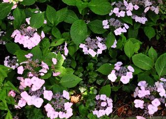 HydrangeaserrataKlaverenhabitus