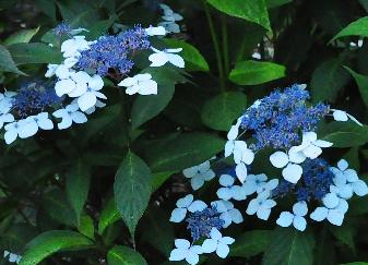 HydrangeaserrataOdorikoOAmacha