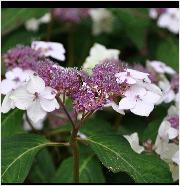 HydrangeaserrataOdorikodetailvn