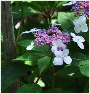 HydrangeaserrataOamachatheehortensiatuinAjisaicloseup