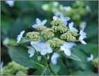 Hydrangea serrata 'Tiara' Juin 2011 jardin Dirk Staels