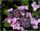 HydrangeaserrataSpreadingBeautyhoningbijopbezoek