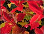 Hydrangea serrata 'Hallasan'  sublime coloration rouge du feuillage