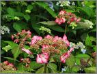 Hydrangea serrata Kiyosumi habitus jardin de DirkStaels