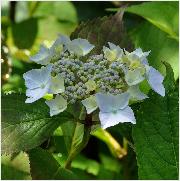 HydrangeaserrataBlueDecklejuniVNN