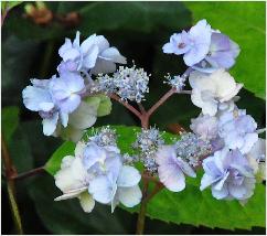 HydrangeaserrataYaenoAmachablauwebloeiwijze