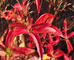 HydrangeaserrataAutumnFireherfstkleurenvn