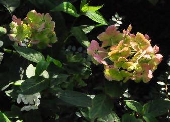 HYDRANGEASERRATABENITEMARIVNN