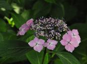 HydrangeaserrataLilacinabloemcloseupvn