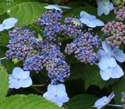 HydrangeaserrataBlueBillow