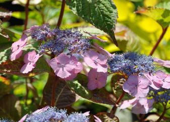 Hydrangea serrrata 'Klaveren' juillet 