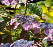 Hydrangea_macrophylla_'Soeur_Therese'_bloei_juli-vnnn