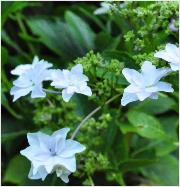 HydrangeaSumidanoHanabisynFireworks