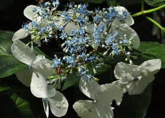 HydrangeaUKvermoedelijkVeitchiibijenplant