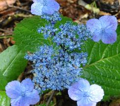 HydrangeaVeerleHybridserrataxmacrophyllacloseupvn